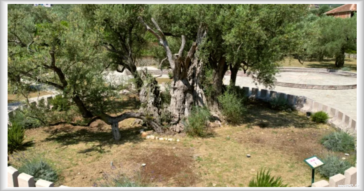 Un olivier de 2 250 ans ressuscité au Monténégro : l’arbre millénaire attire des milliers de touristes