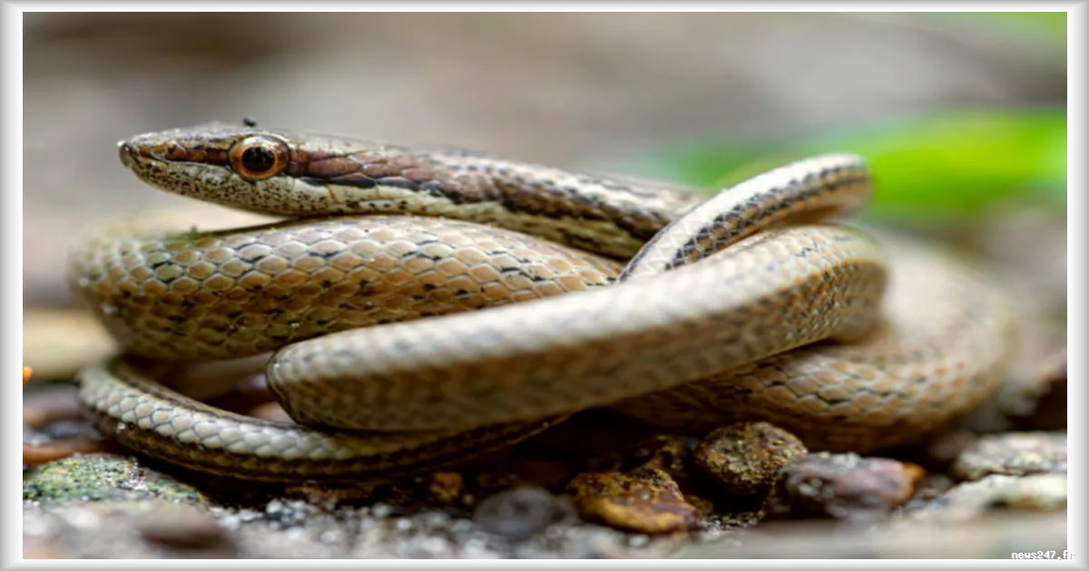 Un programme lancé pour la préservation d'un serpent endémique de Guadeloupe