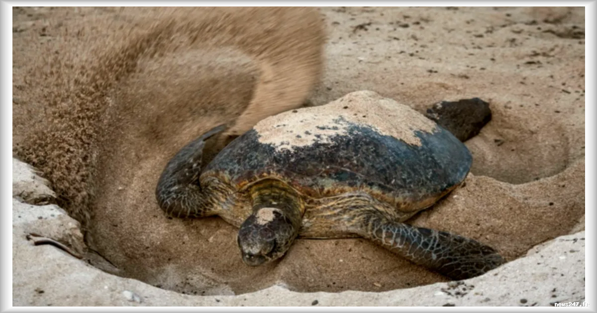 Un sanctuaire pour tortues vertes sous surveillance scientifique dans le Pacifique Sud