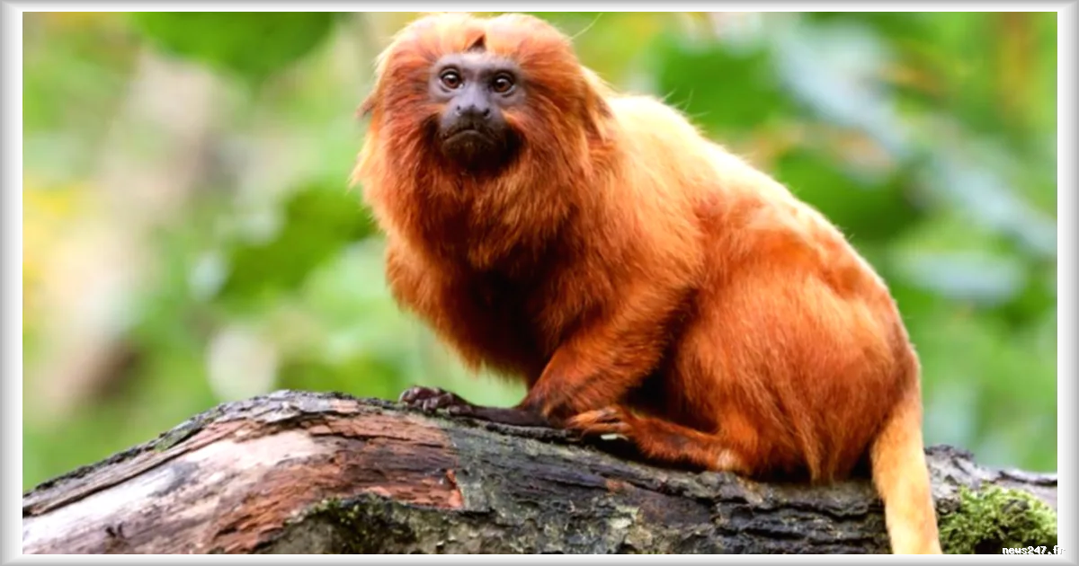 Un tamarin-lion doré volé au ZooParc de Beauval retrouve son foyer après onze ans