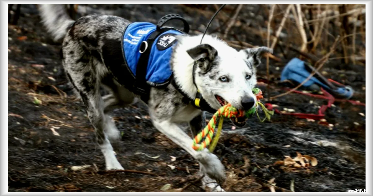 Une association australienne cherche un successeur à Bear, le chien renifleur de koalas