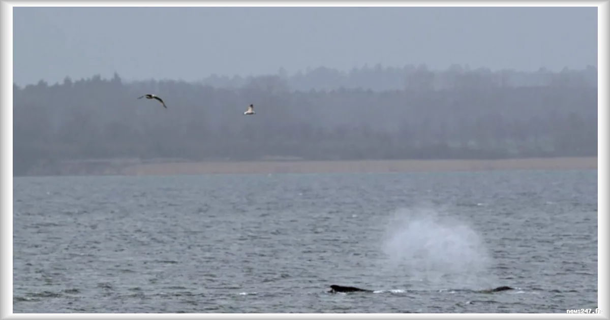 Une baleine à bosse échouée en Allemagne refait surface en mer Baltique