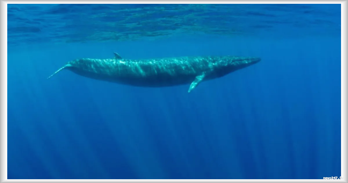 Une baleine de 12 mètres s’échoue sur une plage touristique de Basse-Californie : les autorités mexicaines ouvrent une enquête