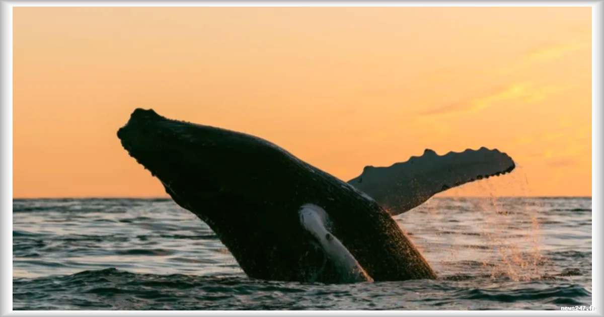 Une baleine échouée sur la côte baltique en Allemagne retrouve le large selon Le Figaro
