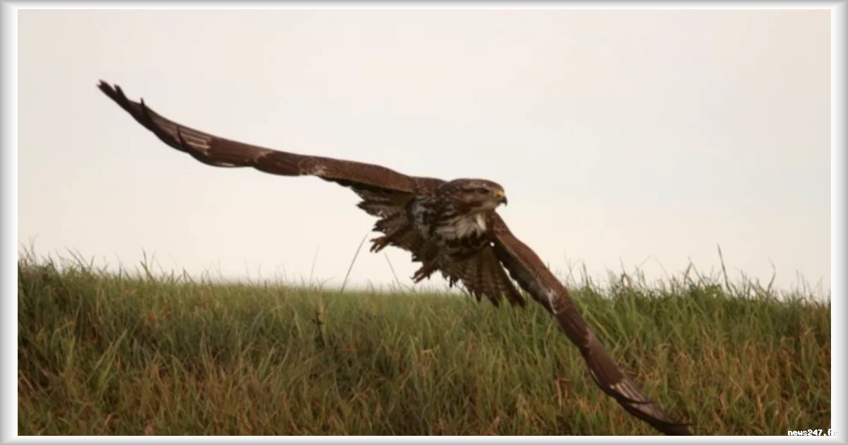Une buse agressive envers les humains dérobée dans un centre de soins en Belgique