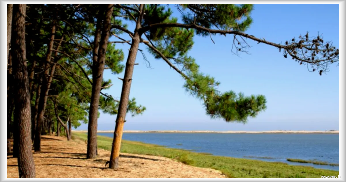 Une centaine de pins maritimes abattus à cause de l'érosion à Saint-Palais-sur-Mer