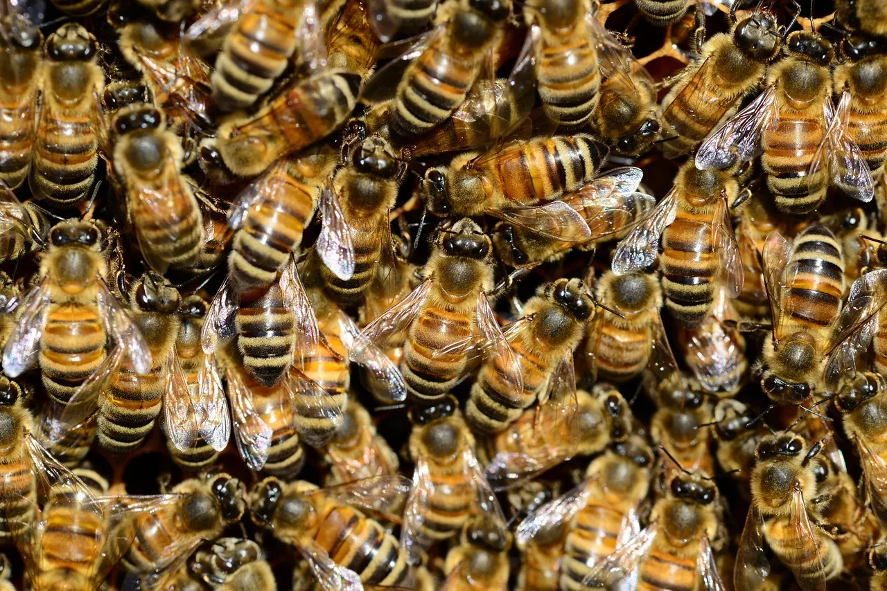 Une étude révèle que les espèces d'insectes sont trois fois plus nombreuses qu'établi