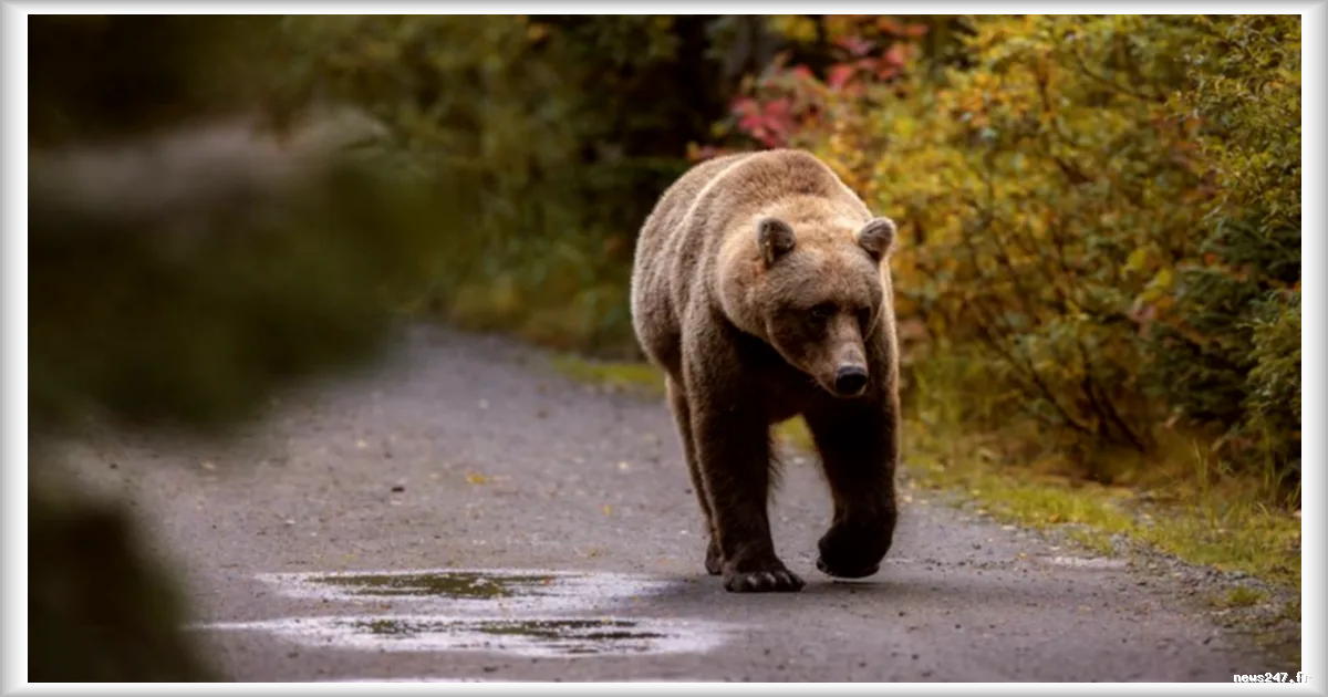 Une femme de 58 ans tuée par un ours près d'un village en Pologne