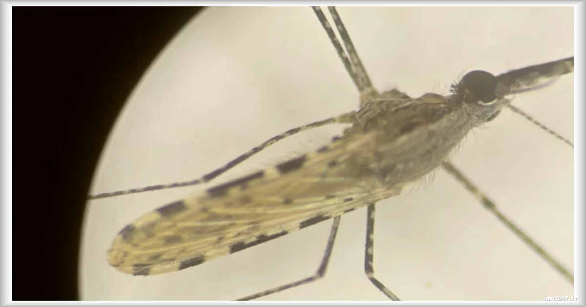 Une mutation génétique chez les moustiques Anopheles : quand la résistance aux pesticides influence leur reproduction