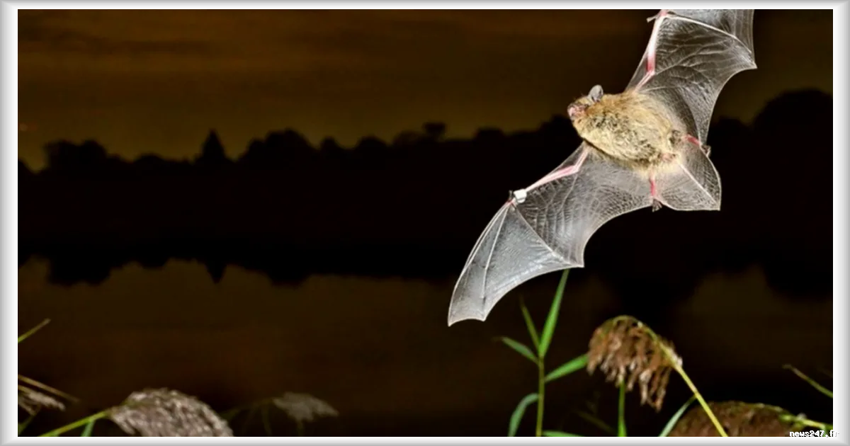 Une nouvelle étude sur les chauves-souris révèle leur histoire évolutive