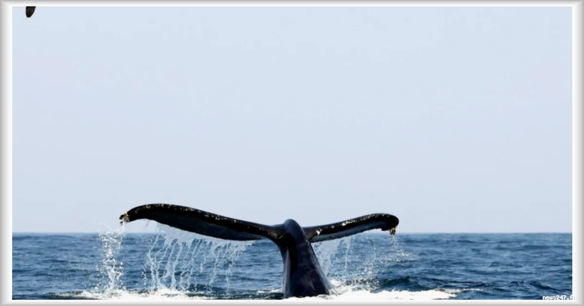 Vers l'organisation de la première COP Océans en janvier 2027 à New York pour contrer les menaces pesant sur les écosystèmes marins