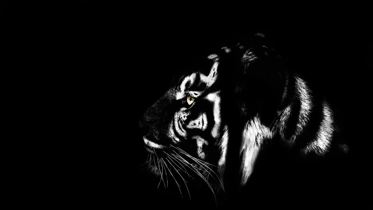 Volodymyr Zelensky attaque le CIO: la disqualification ukrainienne aux JO Skeleton crée la polémique