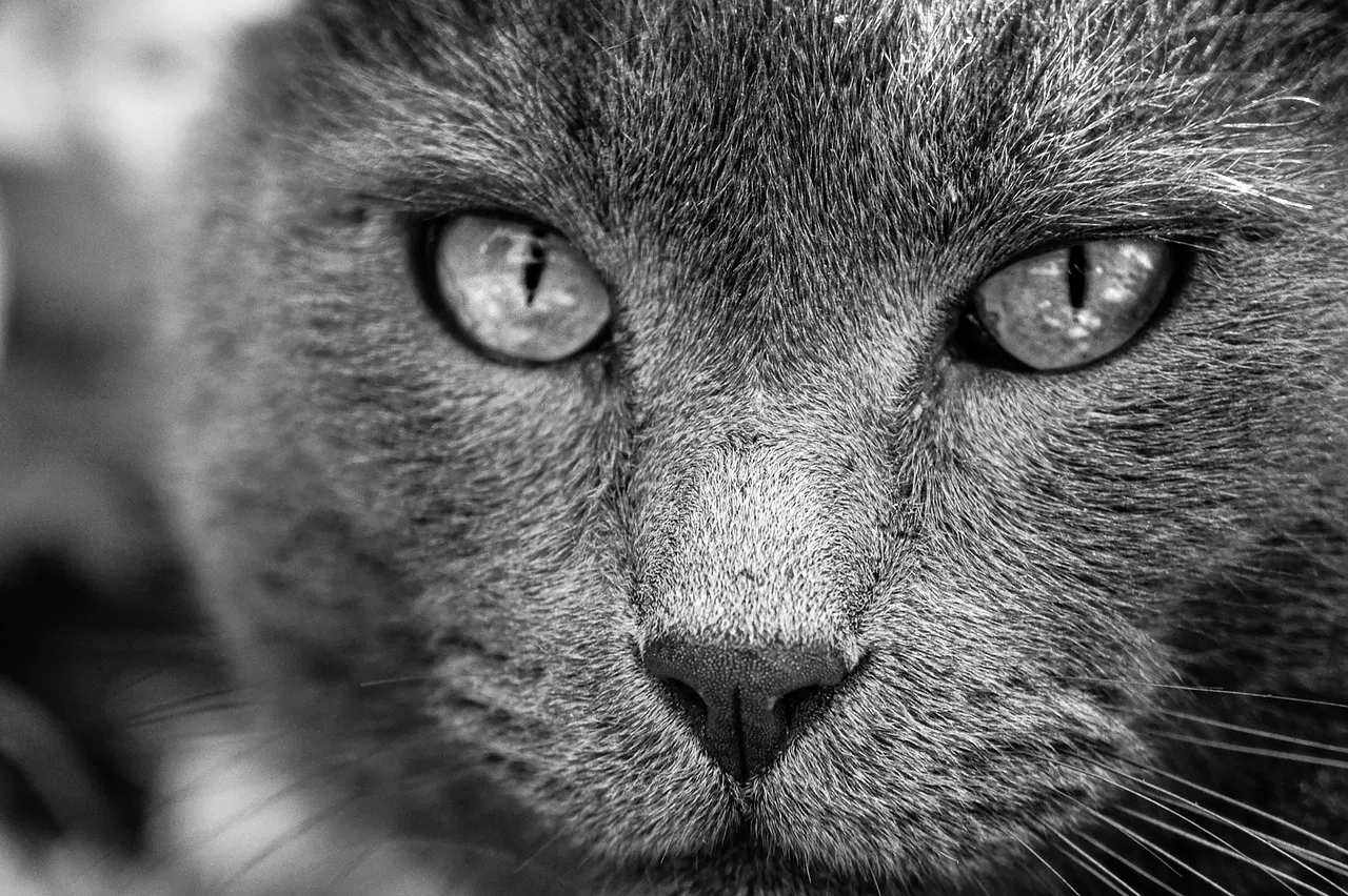 Voyager avec son animal de compagnie en Suisse : les règles à respecter