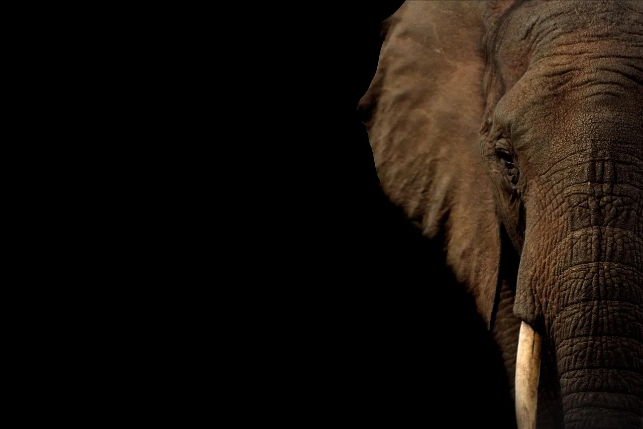 Werner Herzog plonge dans l’univers des éléphants fantômes avec un nouveau documentaire tourné en Angola