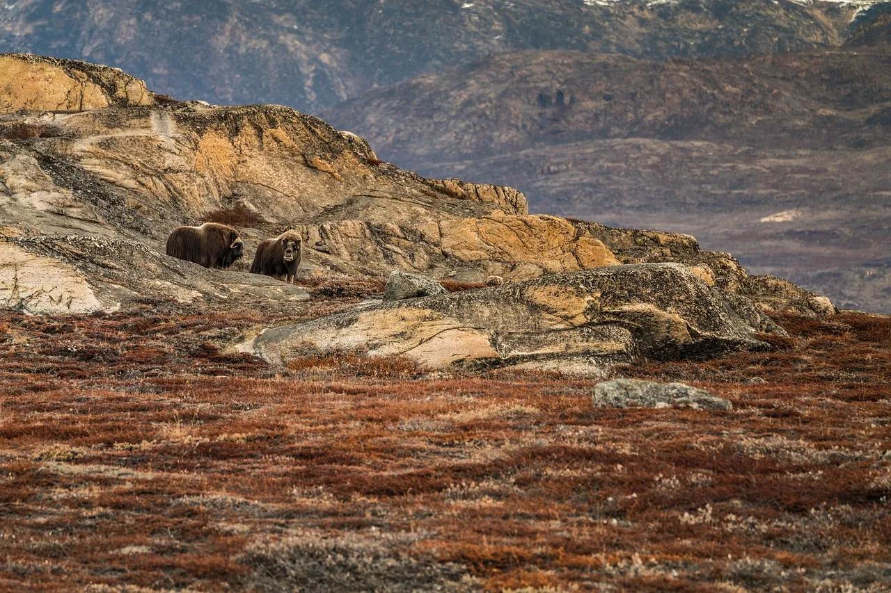 X Money : Elon Musk veut révolutionner les paiements en ligne ?